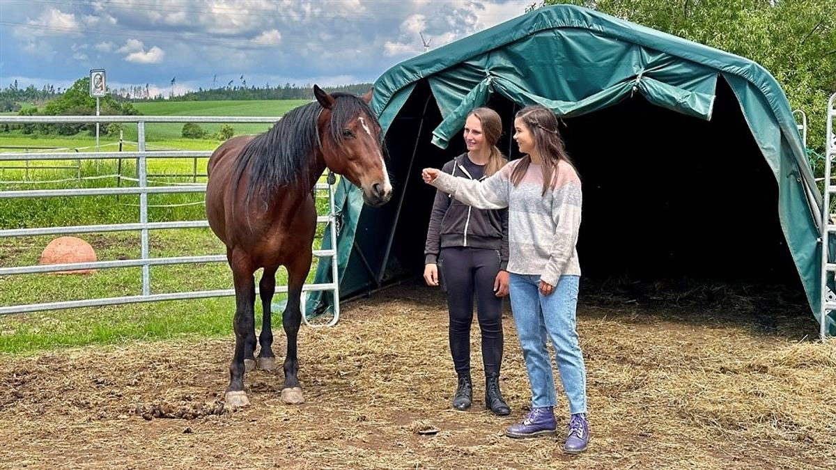 anna und die haustiere