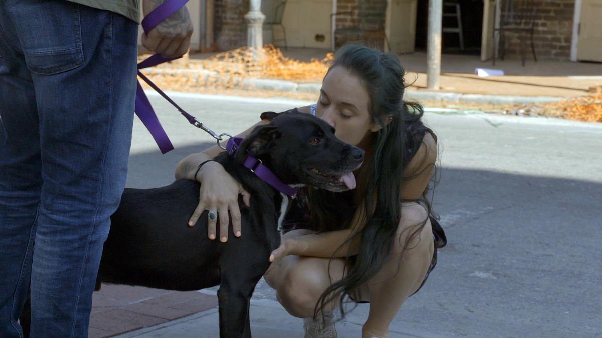 pitbulls auf bewährung