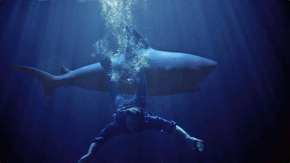 shark lake