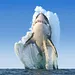 Air Jaws: Top Gun Sharks Thumbnail
