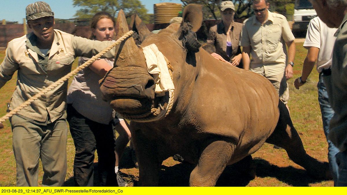 das waisenhaus für wilde tiere - abenteuer afrika