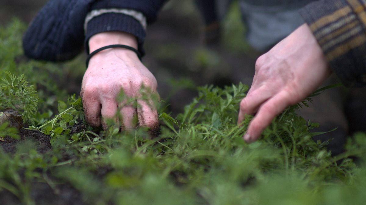 Die Geschichte der Landwirtschaft - Vom Acker auf den Teller die geschichte der landwirtschaft - vom acker auf den teller