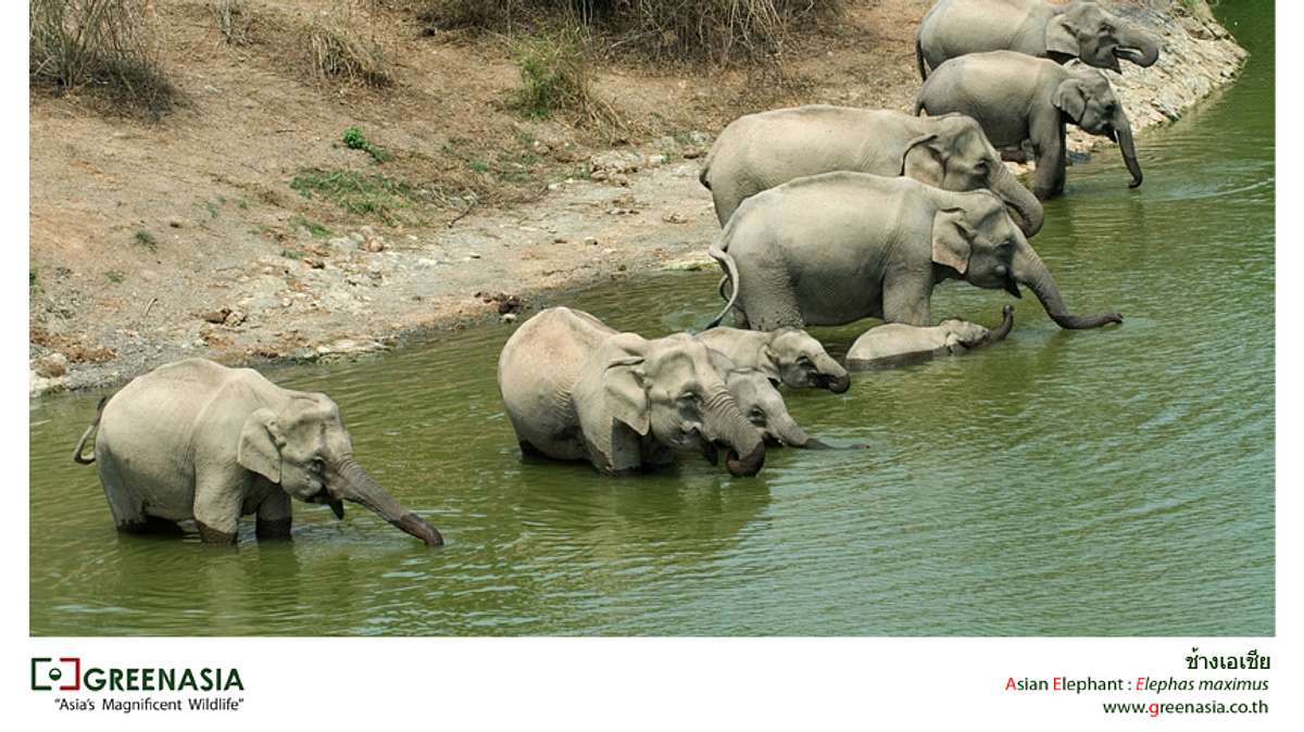 thailands faszinierende wildnis