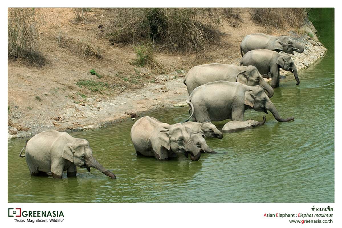 Thailands faszinierende Wildnis thailands faszinierende wildnis