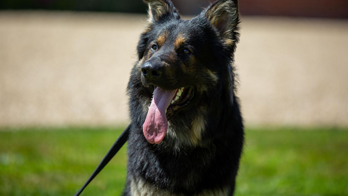 unsere hundeschule