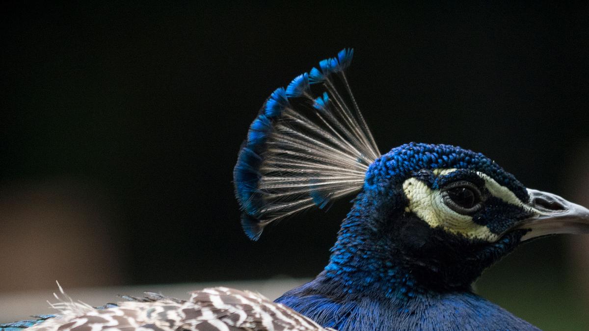 bronx zoo - tierpark der superlative
