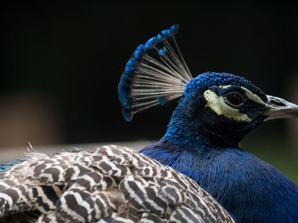 Bronx Zoo - Tierpark der Superlative bronx zoo - tierpark der superlative
