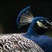 Bronx Zoo - Tierpark der Superlative Thumbnail