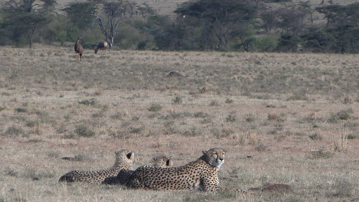 Safari Live: Afrika hautnah safari live: afrika hautnah