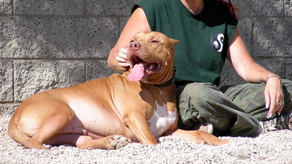 pitbulls auf bewährung