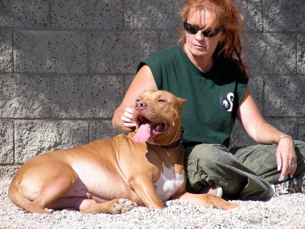 Pitbulls auf Bewährung pitbulls auf bewährung