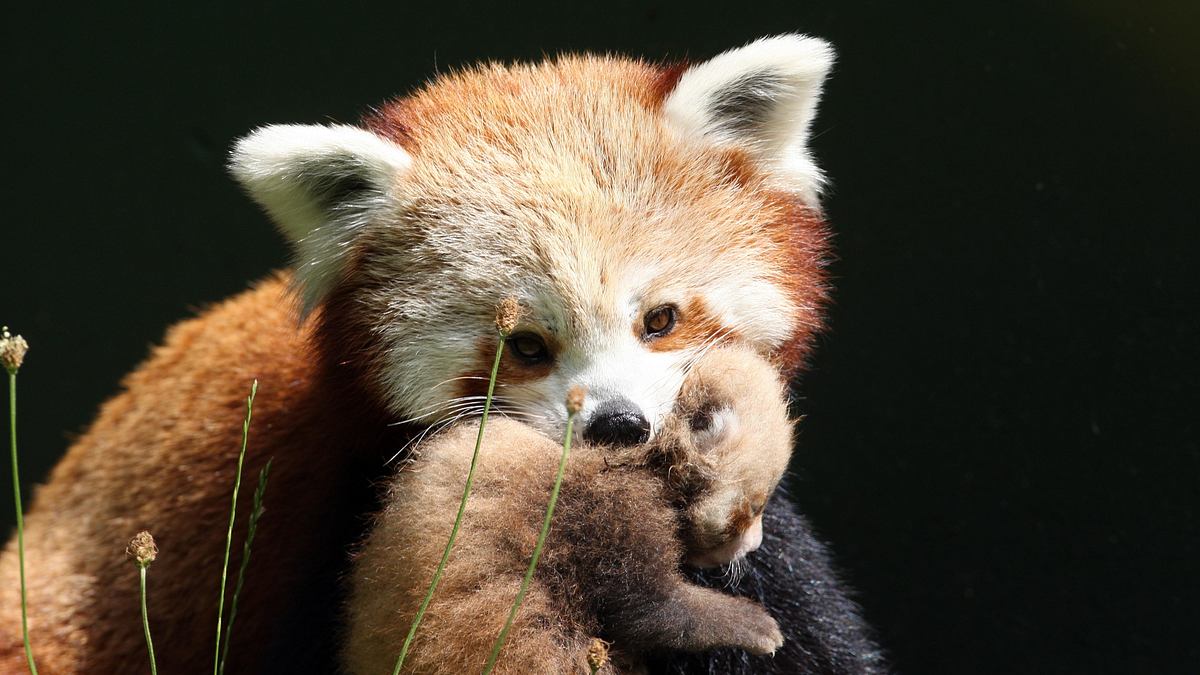 bronx zoo - tierpark der superlative