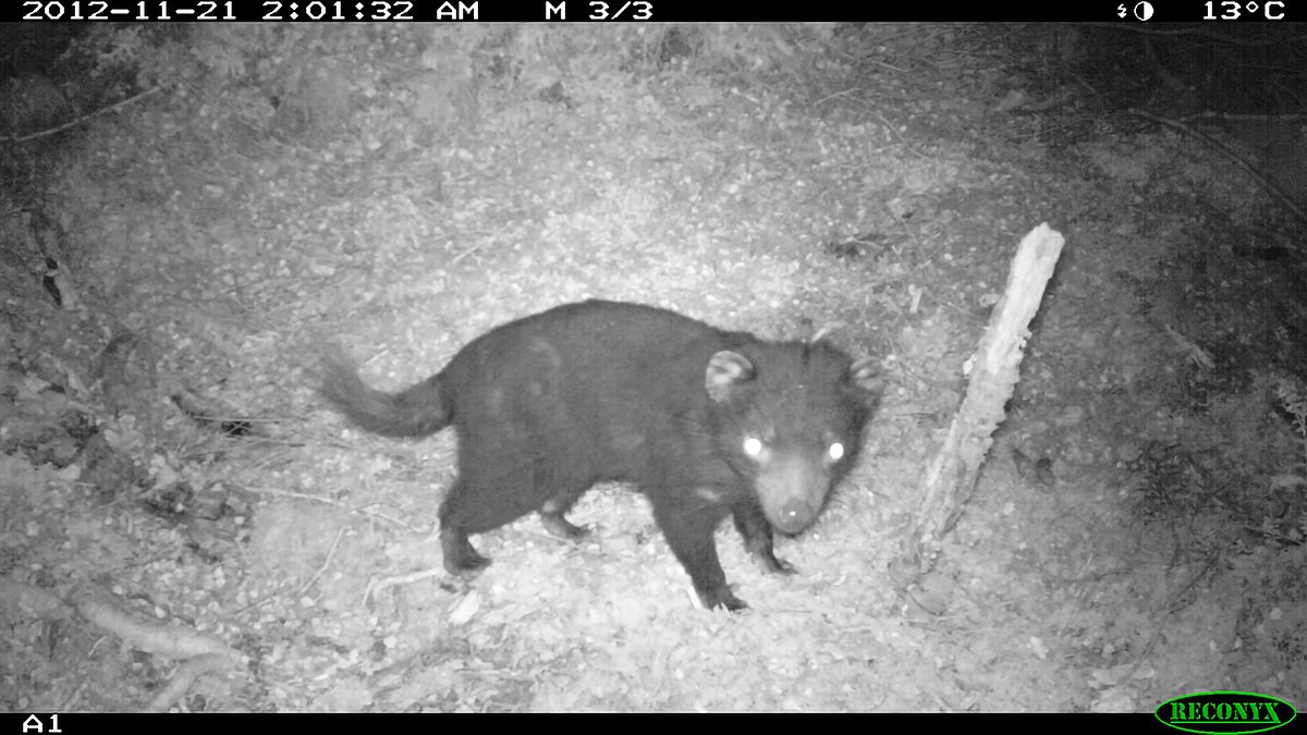 wildlife diaries australien