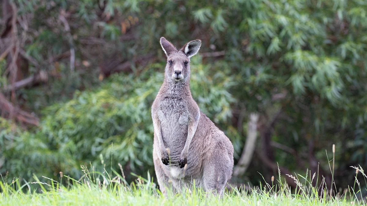 australiens südosten - von sydney nach melbourne