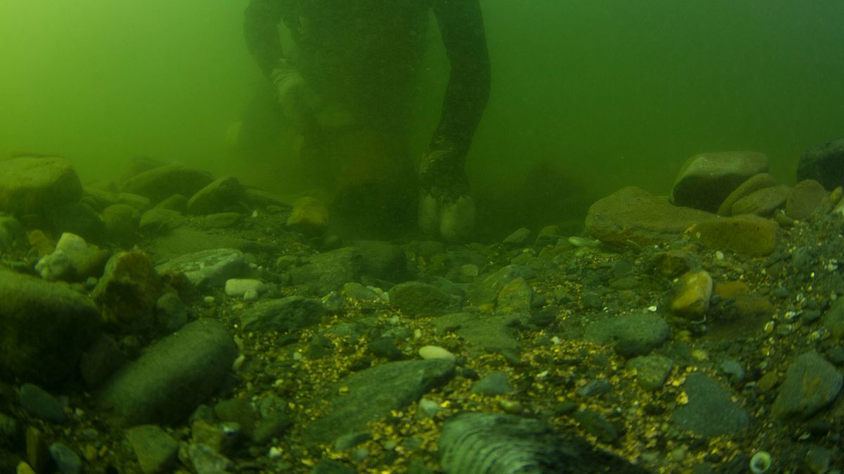 die schatzsucher - goldtaucher der beringsee