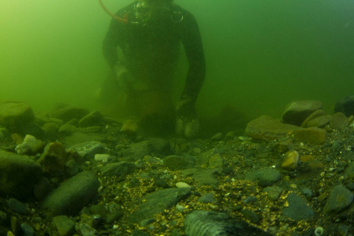 Die Schatzsucher - Goldtaucher der Beringsee die schatzsucher - goldtaucher der beringsee