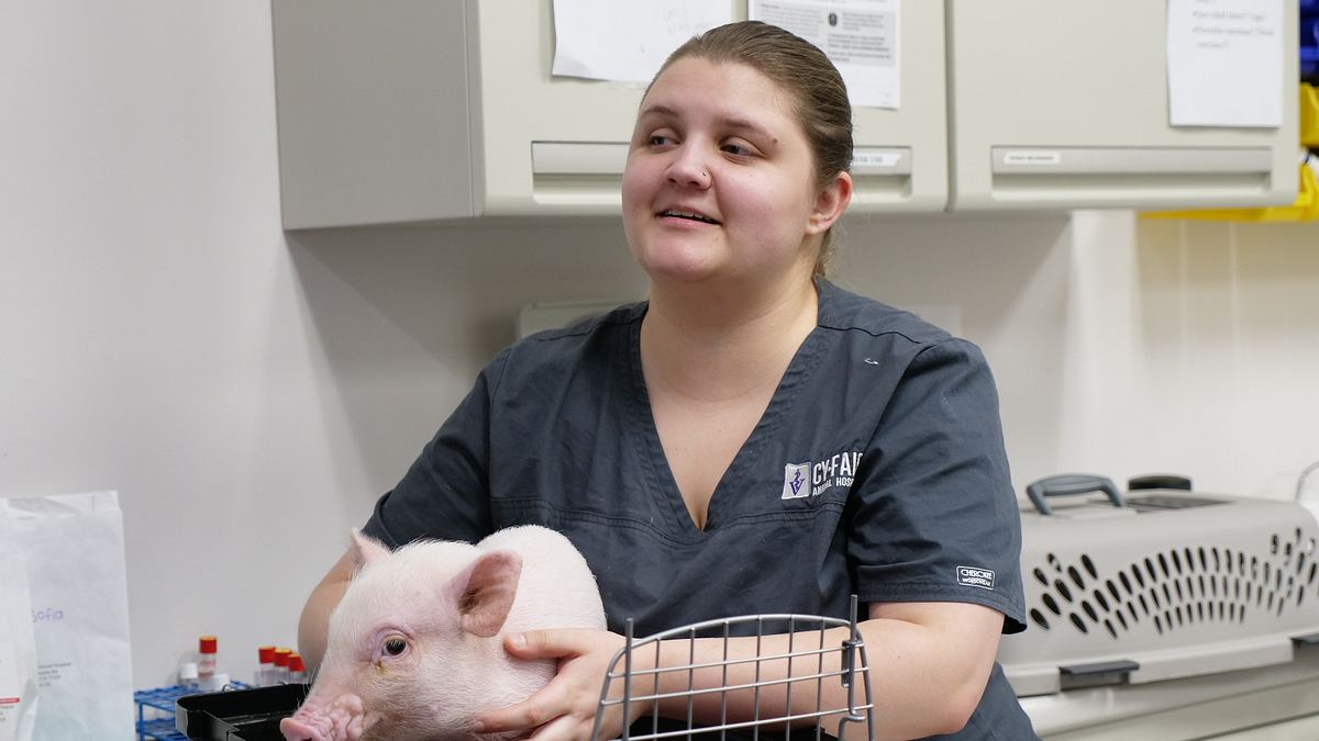 die tierärzte von houston