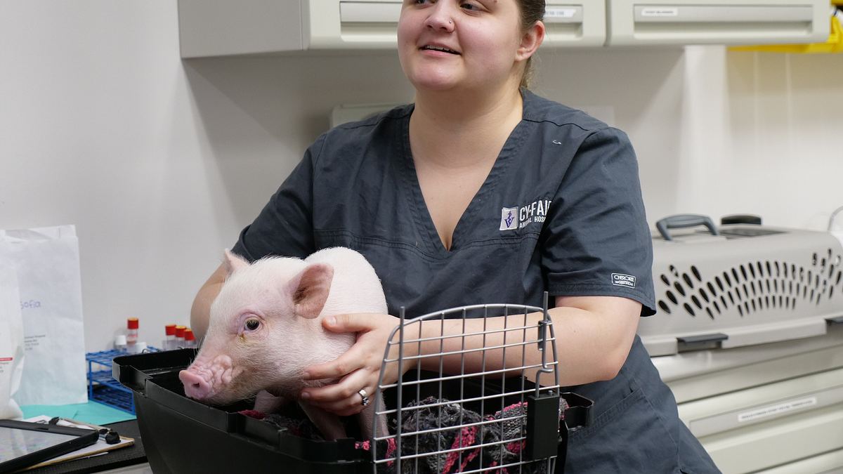 die tierärzte von houston