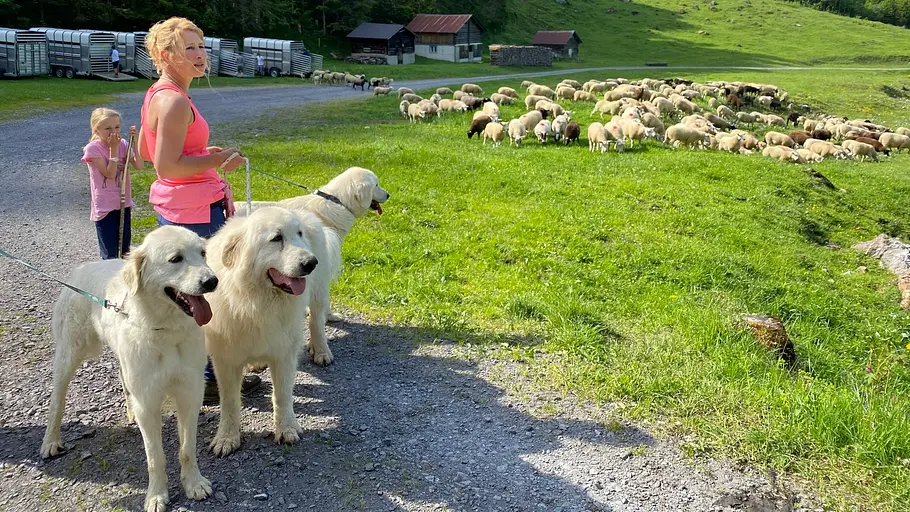 schweizer hundegeschichten