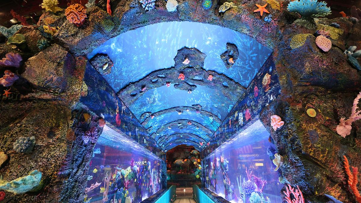 die aquarium-profis