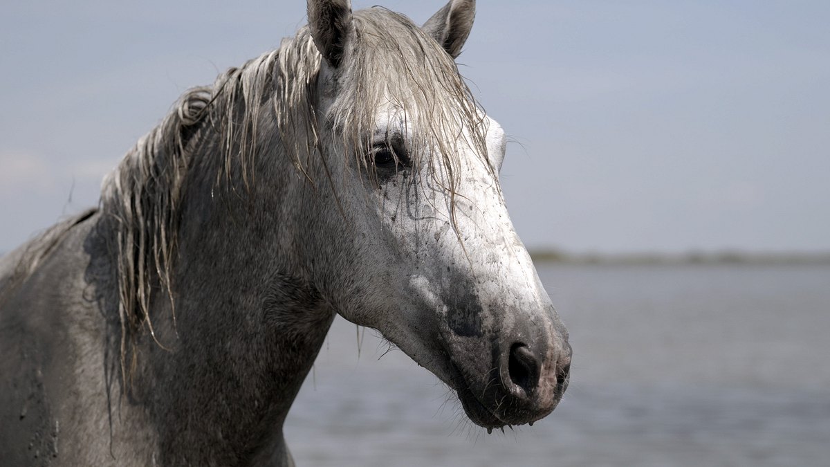 wilder mittelmeerraum