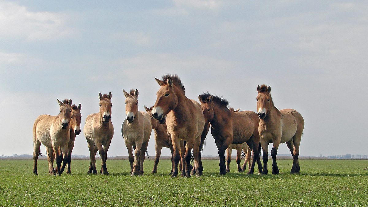 ungarns wilde pferde - in den weiten der puszta