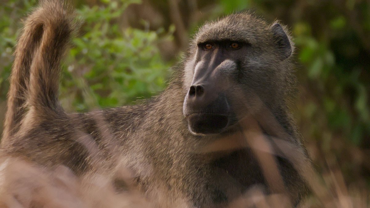 gorongosa: die rückkehr der raubtiere