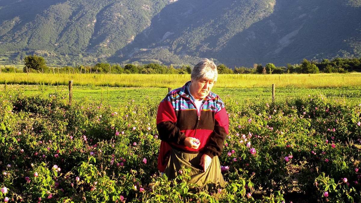 im tal der rosen - bulgariens blühender schatz
