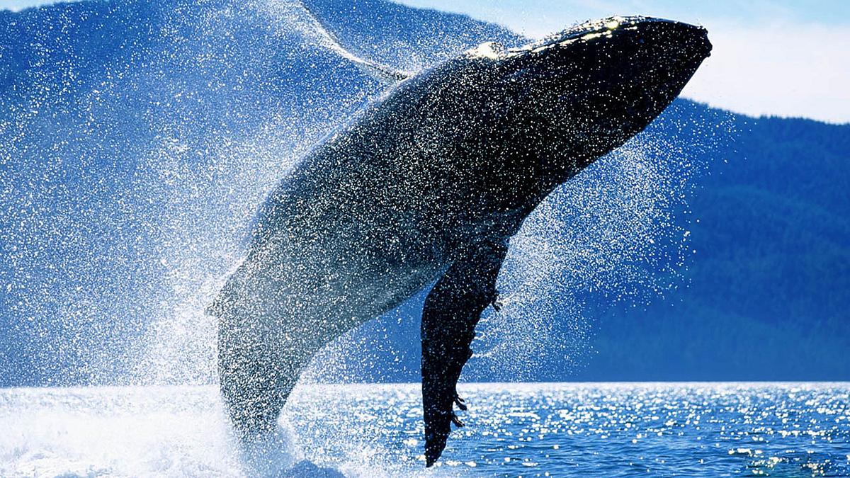 Wale: Die Giganten der Meere Wale: Die Giganten der Meere