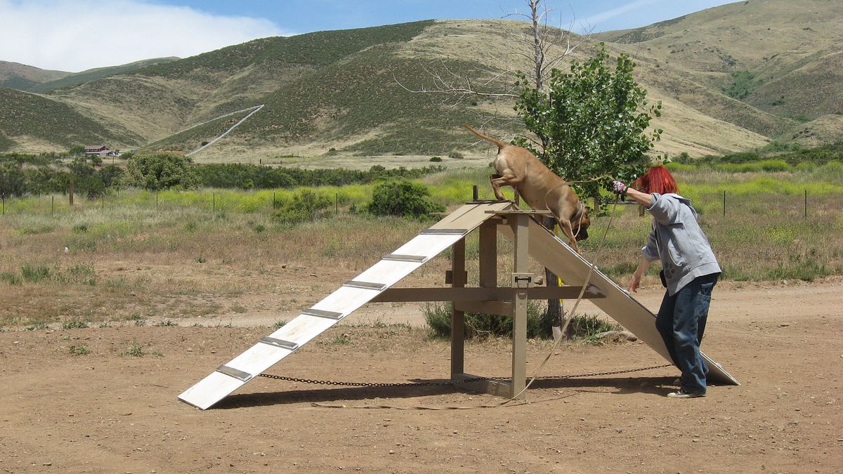 pitbulls auf bewährung