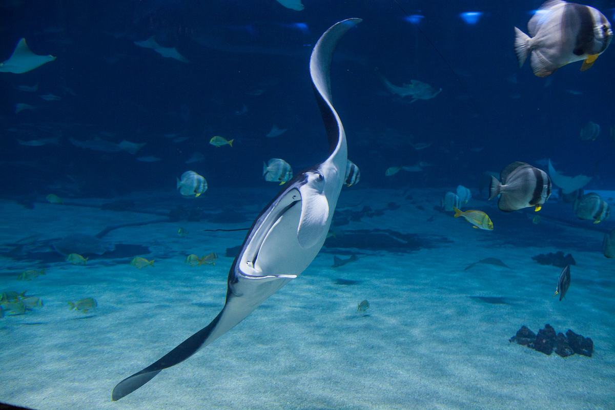 Das Atlanta-Aquarium das atlanta-aquarium