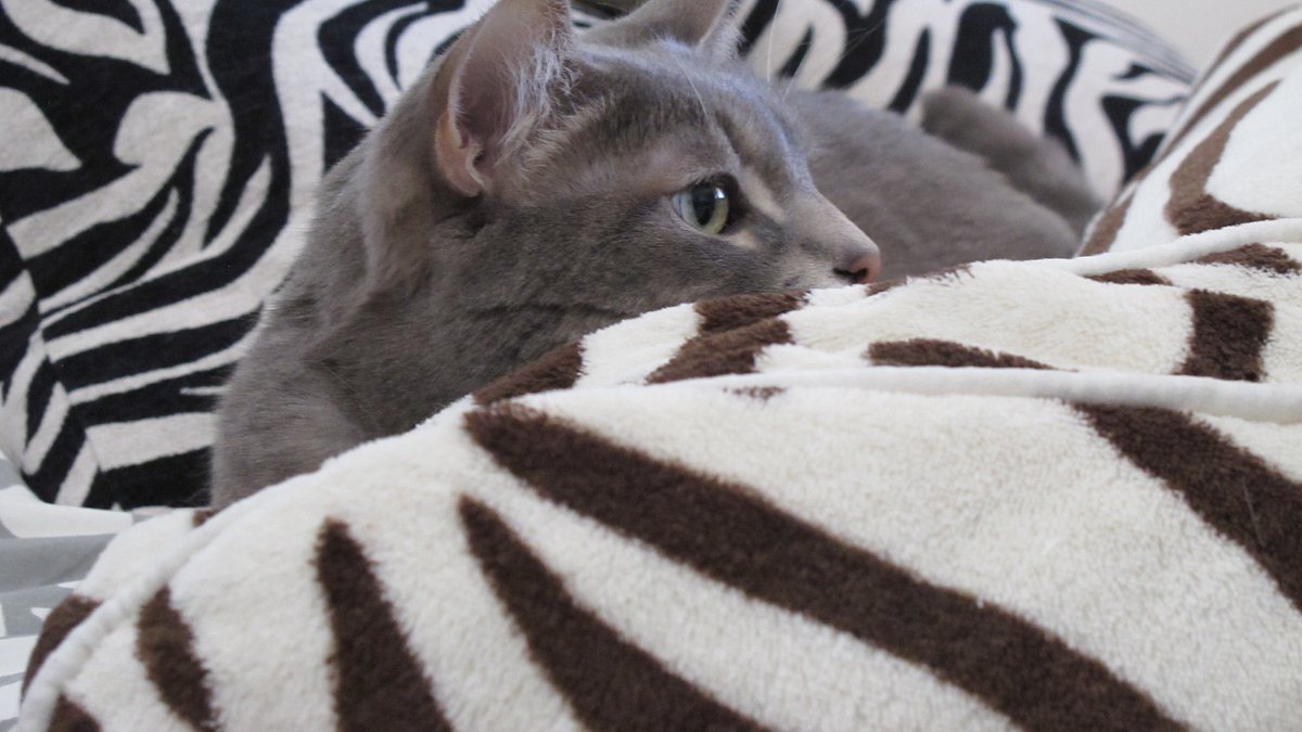 der katzenflüsterer
