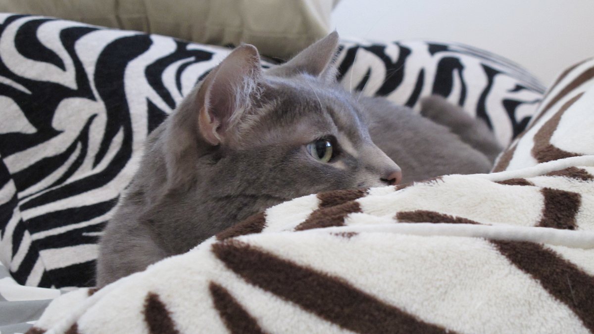 der katzenflüsterer