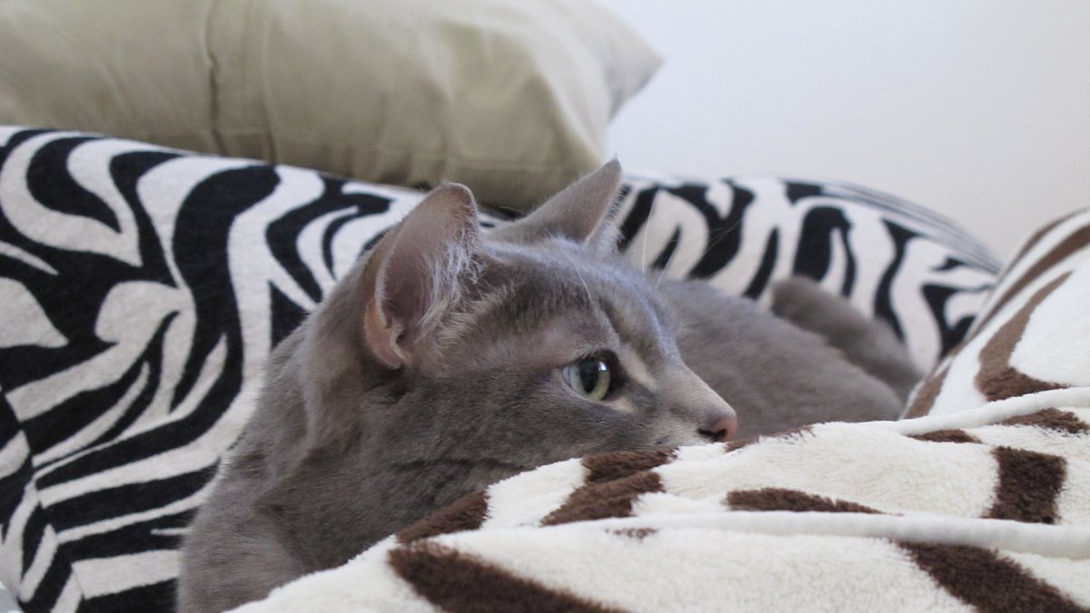 der katzenflüsterer