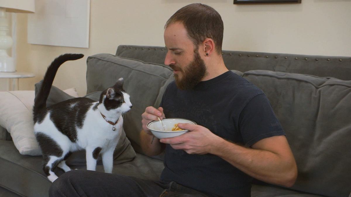 der katzenflüsterer
