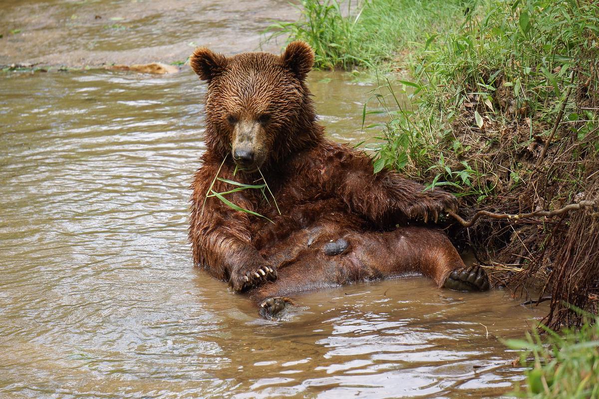 Das Grizzly-Projekt das grizzly-projekt