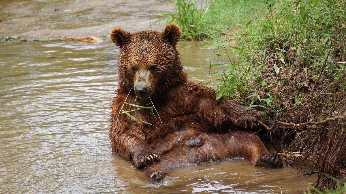 das grizzly-projekt
