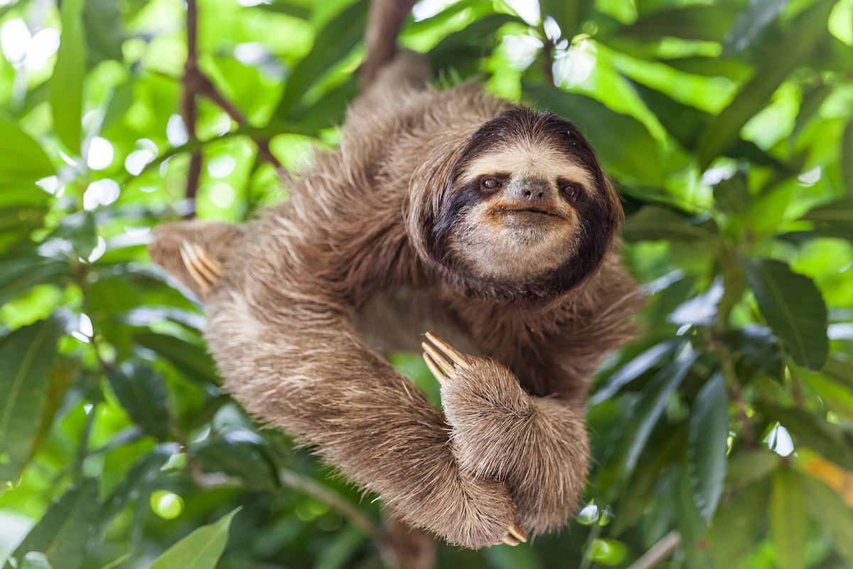 südamerikas tierische freaks