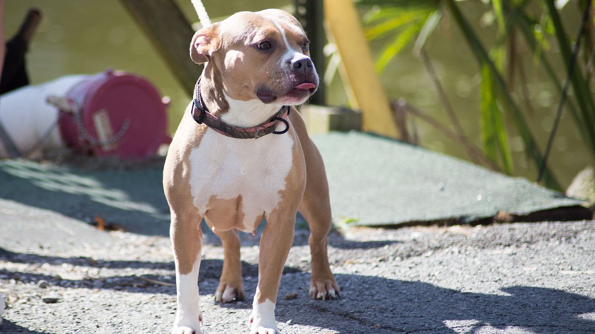 Pitbulls auf Bewährung pitbulls auf bewährung