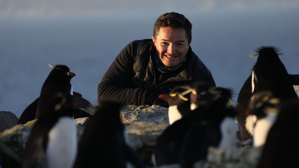 die geheimnisvolle welt der pinguine