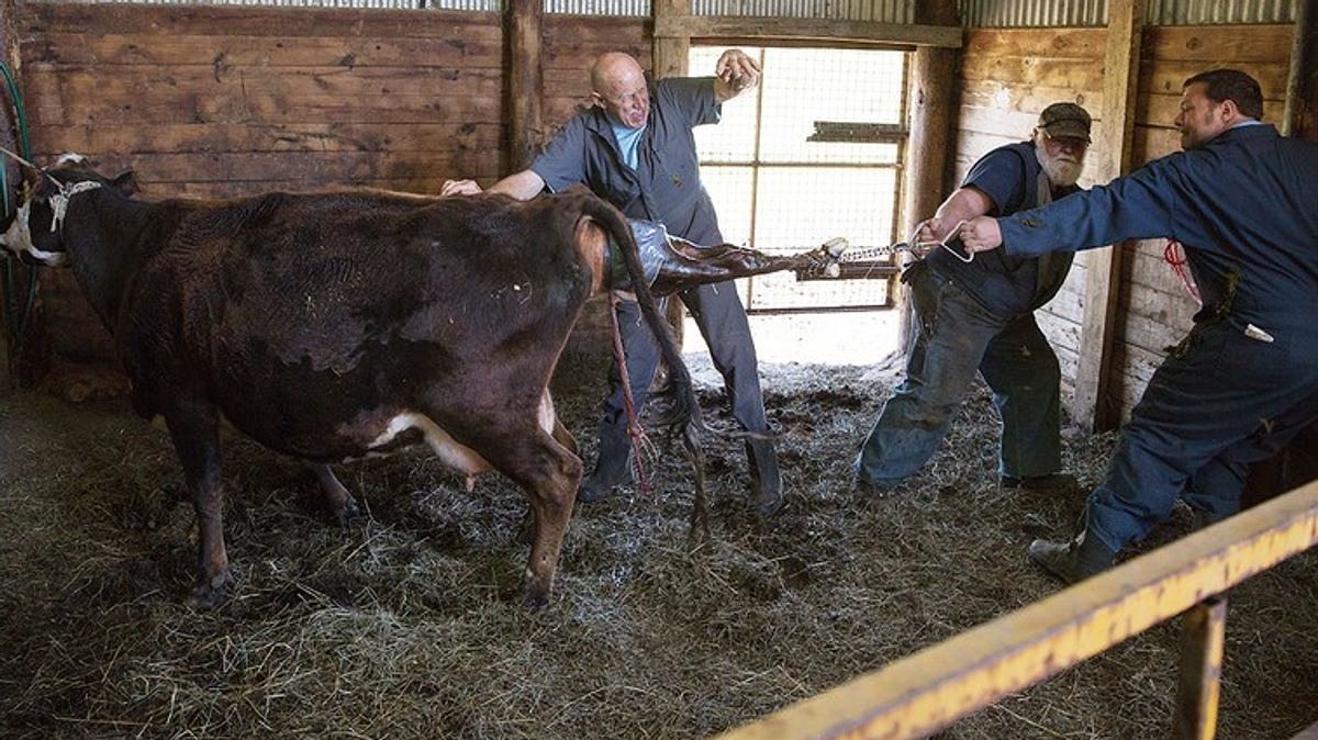 der unglaubliche dr. pol