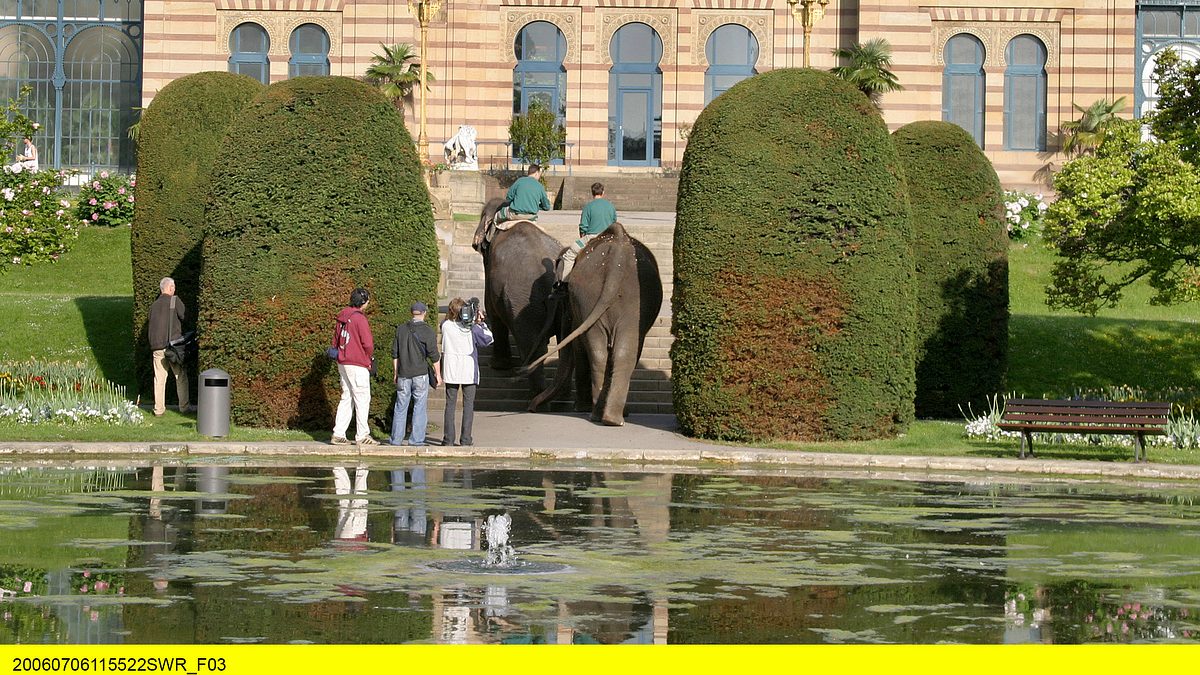 eisbär, affe & co.