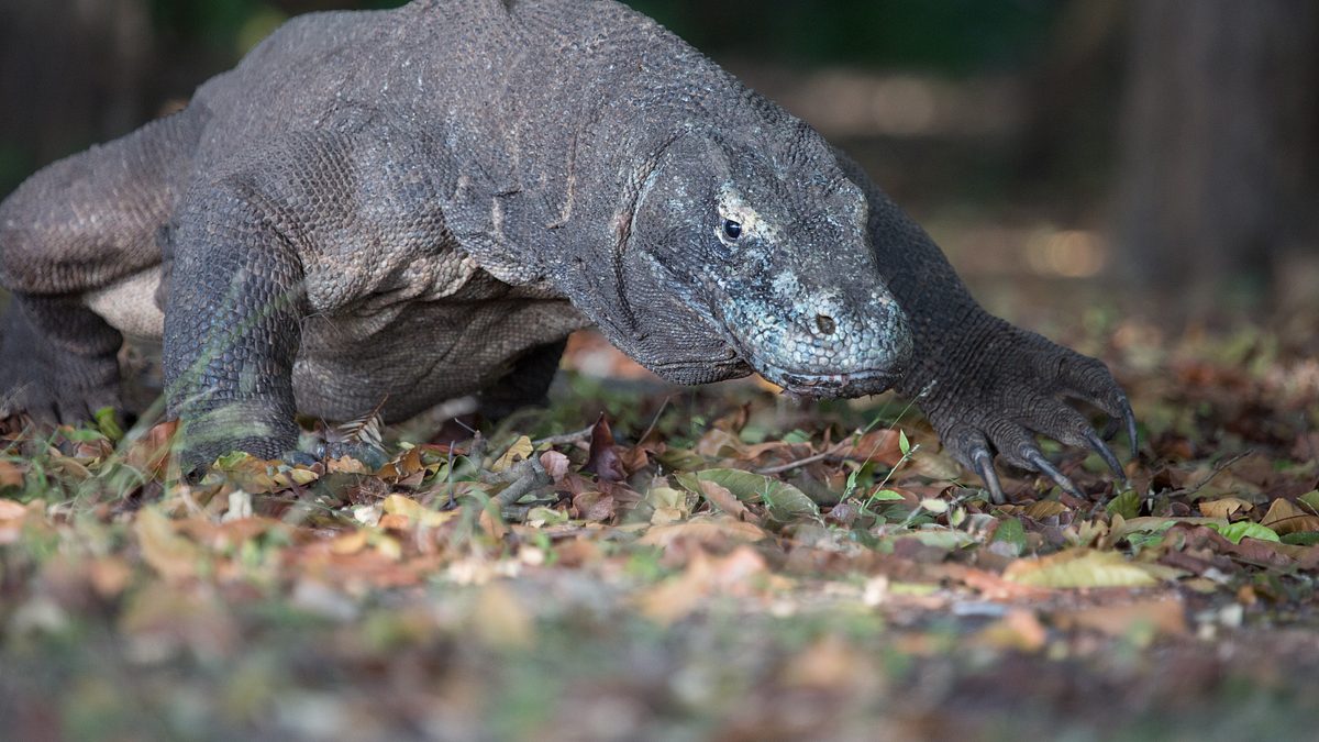 ein tag im leben eines komodowarans