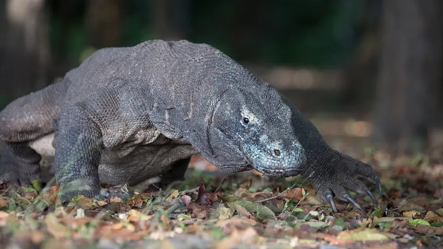 Ein Tag im Leben eines Komodowarans ein tag im leben eines komodowarans