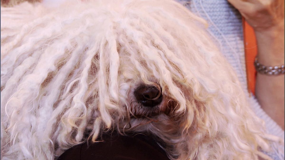 das große hunde-abc