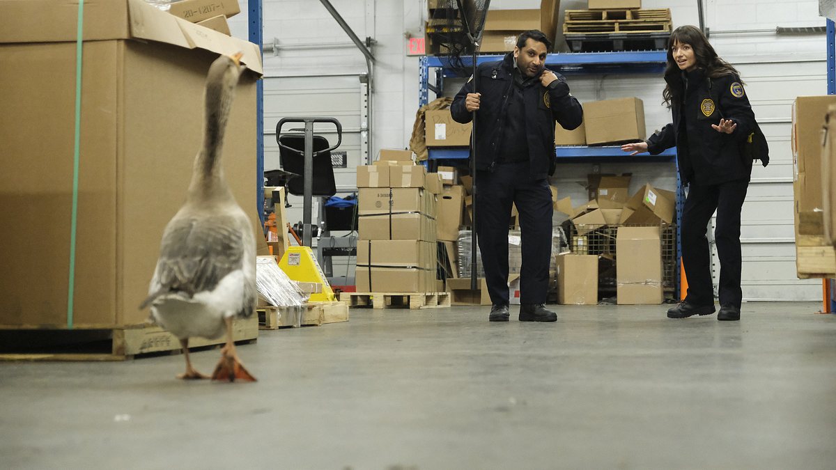 animal control