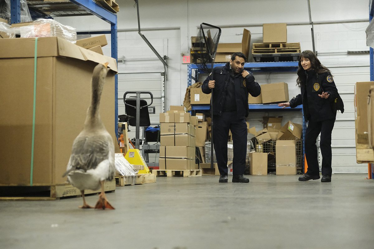 animal control