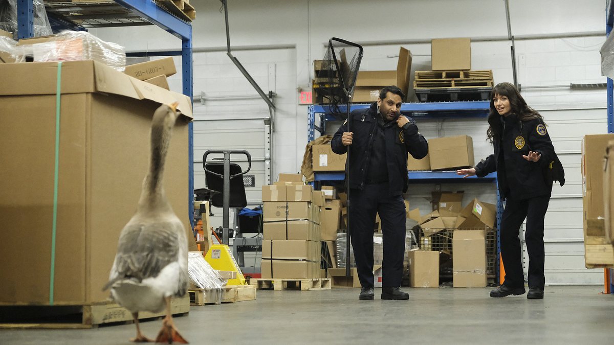 animal control