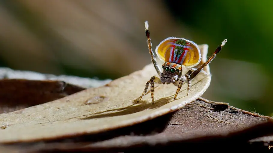 Tierische Überflieger tierische überflieger