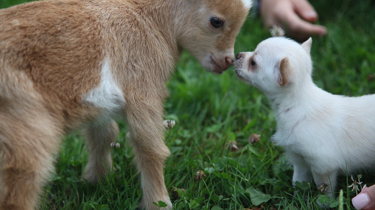 tierische freundschaften